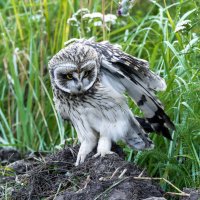 птенец болотной совы :: юрий макаров птенец болотной совы :: юрий макаров