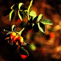 Шиповник :: Юрий Гайворонскiий