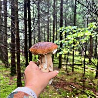 *********** :: Валерия Комова