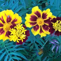 ****** :: Елена Семигина