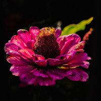 Цинния :: Sergei Vikulov