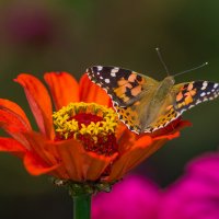 Репейница. :: Sergey (Apg)