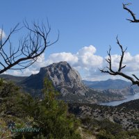 Природа Крыма :: Amazing Cosmea