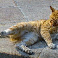 Анатолийская кошка :: Aleksey Afonin