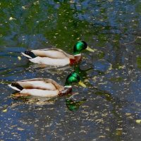 Селезни :: Рита Симонова