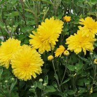 Сентябрьские солнечные :: Светлана 