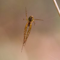 На охоте :: Андрей Пристяжнюк