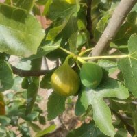 Инжир :: Ирэн 