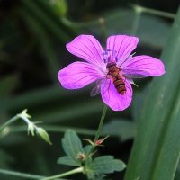 ** :: Зоя Мишина