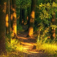 ... :: Сергей Лысенко