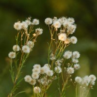 .... :: Сергей Лысенко