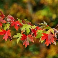 Осенняя пора... :: Николай Саржанов