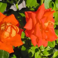 Яркие краски августа. :: Ольга 