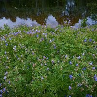 Цветёт герань луговая. :: Лилия *