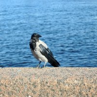 "Да, серая ворона, но в душе я - чайка!" :: AleksSPb Лесниченко "Да, серая ворона, но в душе я - чайка!" :: AleksSPb Лесниченко