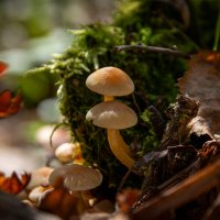 Ездил за опятами, попались только поганки. :: Владимир Мигонькин