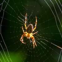 В ожидании добычи :: Наталья Димова