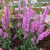 Дербенник иволистный :: Наиля 