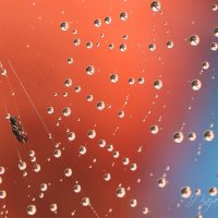 *** :: Елена Kазак (selena1965)