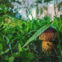 Городские грибы :: AZ east3