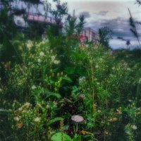 Городские грибы :: AZ east3