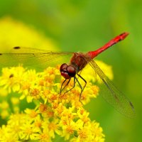 опять про стрекоз 4 :: Александр Прокудин