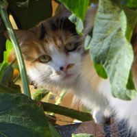 Думает, что спряталась :: Татьяна Смоляниченко Думает, что спряталась :: Татьяна Смоляниченко