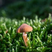 ... :: Сергей Хабибула