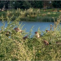 Сентябрьские посиделки... :: Aquarius - Сергей