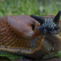 Испанский " монстр" ... :: Владимир Шошин Испанский " монстр" ... :: Владимир Шошин