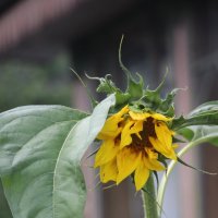 Про подсолнух :: Наталья Герасимова