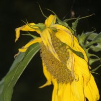 Про подсолнух :: Наталья Герасимова