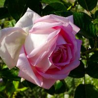 Красота и соответственно от природы. :: Милешкин Владимир Алексеевич 