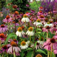 Эхинацея на Манежной площади. :: Татьяна Помогалова Эхинацея на Манежной площади. :: Татьяна Помогалова