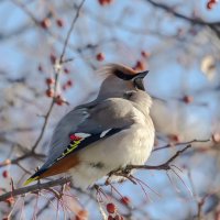 Свиристель :: Виктор Иванович Чернюк