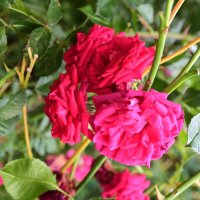 1 :: Константин Сафронов