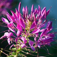 Клеома родом из Южной Америки :: Татьяна Лютаева