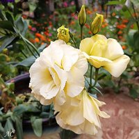 Эустома :: Любовь Сахарова