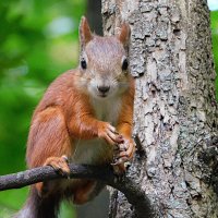 Белка :: Лина 