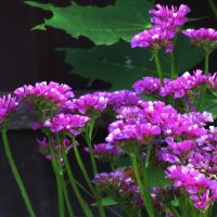 Статица цветёт :: Людмила Смородинская Статица цветёт :: Людмила Смородинская