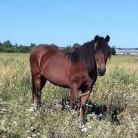 В деревне. :: Ольга 