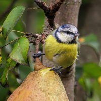 Лазоревка :: Sergey38 