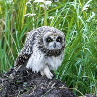 сова болотная - слеток. :: юрий макаров