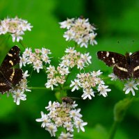 Бабочки летают,бабочки :: Юрий. Шмаков