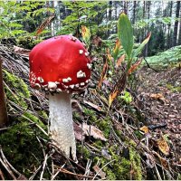 Мухомор красный. :: Валерия Комова Мухомор красный. :: Валерия Комова