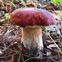 Боровик :: Андрей Снегерёв Боровик :: Андрей Снегерёв