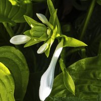 Хоста  подорожжниковая :: Валентин Семчишин