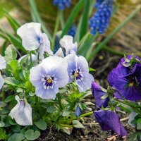 Анютины глазки - фиалка Витрокка :: Светлана Ищенко Анютины глазки - фиалка Витрокка :: Светлана Ищенко