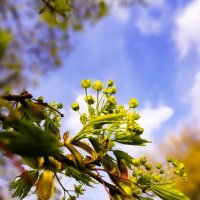 Весна :: Любимова Ольга 