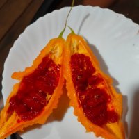 Момордика :: Ирэн 